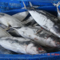 Gefrorener Fisch Thunfisch Albacore mit Größe 200-300G 300-500G